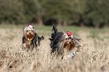 YORKSHIRE TERRIER 232
